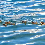 Auszeit Lakeside Mit Privatstrand Appartement *